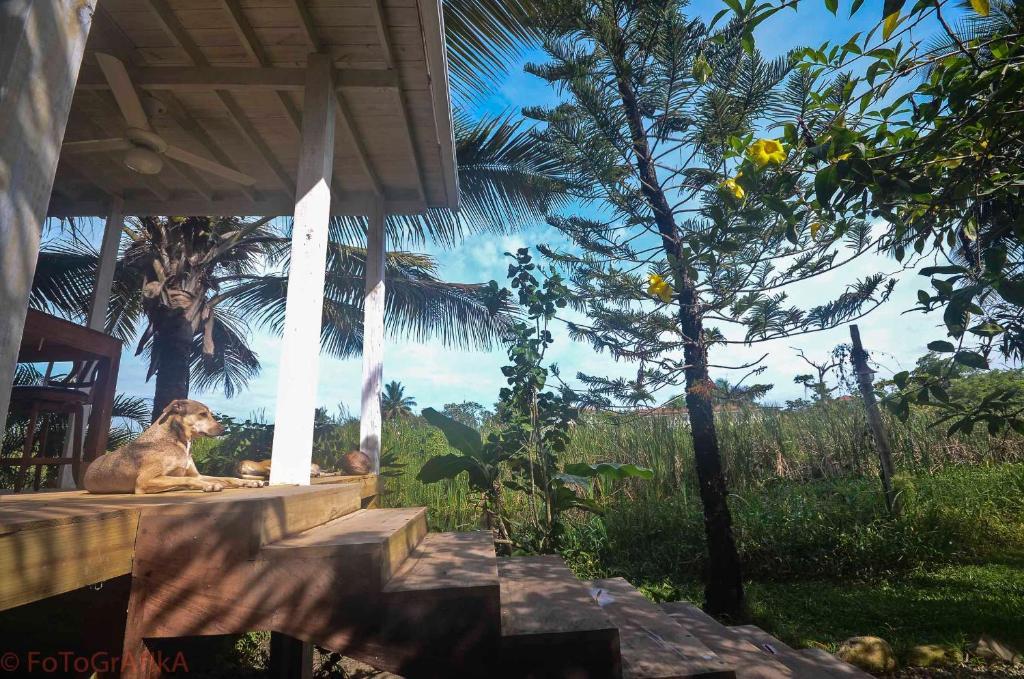 Cabarete Surf Camp Otel Dış mekan fotoğraf